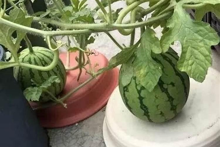 硫酸钾水溶肥西瓜地几天用一次