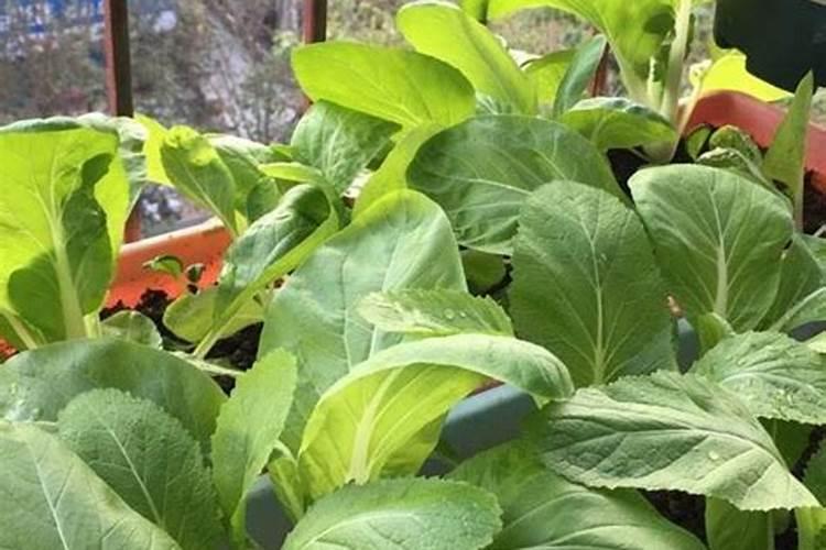 小白菜用什么肥料最好