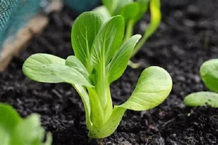 我种小白菜刚长出两天可以用什么叶面肥喷吗？