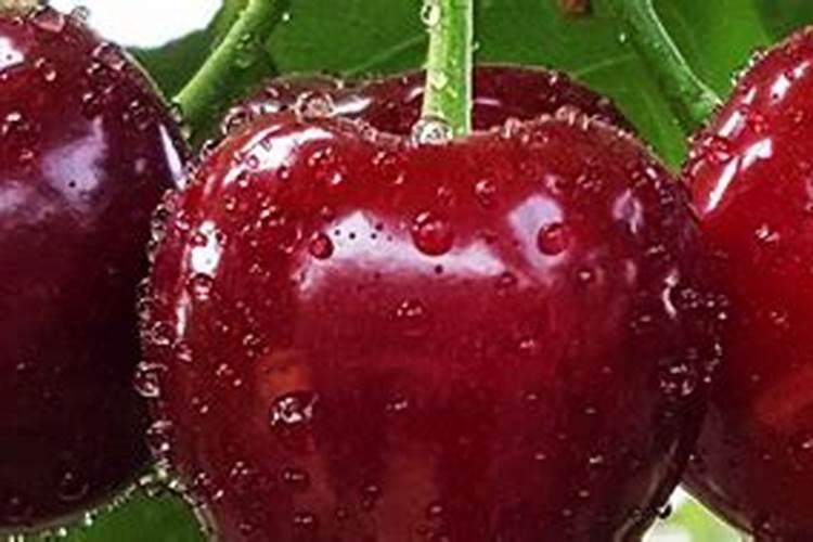 樱桃结果期冲施什么肥料好？樱桃膨果期用哪种水溶肥效果好？