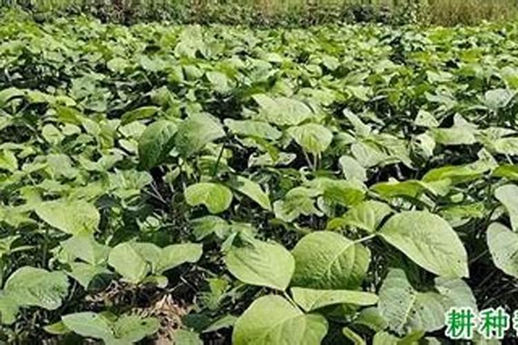 为什么豆类植物不需要施氮肥