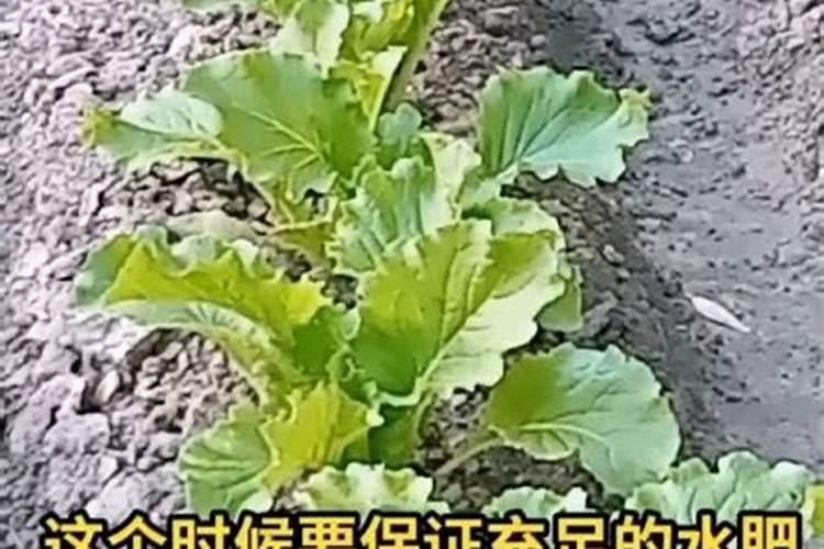 秋白菜追尿素好不好？