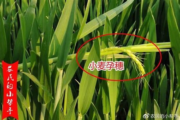 小麦出穗了还能追肥吗