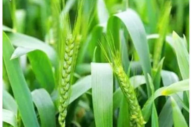 小麦抽穗期打什么药 小麦抽穗期大约是什么时候