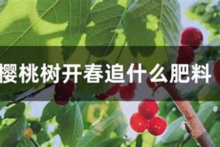樱桃打什么叶面肥长的快？樱桃什么肥可以果实膨大？