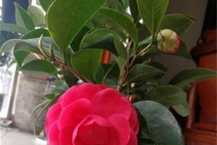 茶花营养液可以用来浇月季花吗？