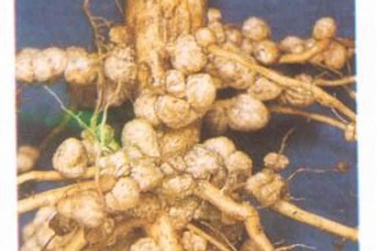 大豆根瘤菌的共生固氮作用有哪些？