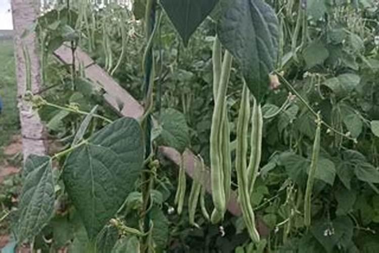 豆角叶子受虫害用什么药