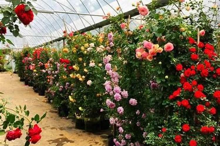 爬藤的月季夏天怎么养 爬藤的月季夏天应该怎么养