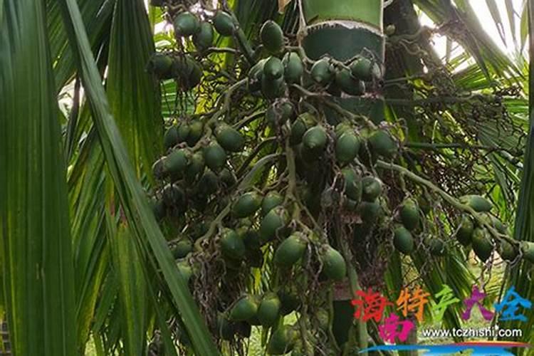 菠萝蜜什么时候施肥最好