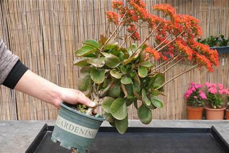 长寿花如何换盆