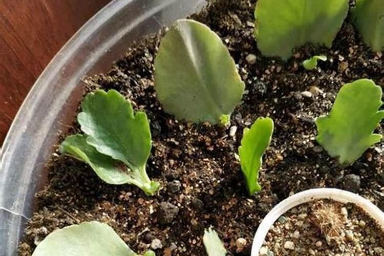 长寿花怎么换盆