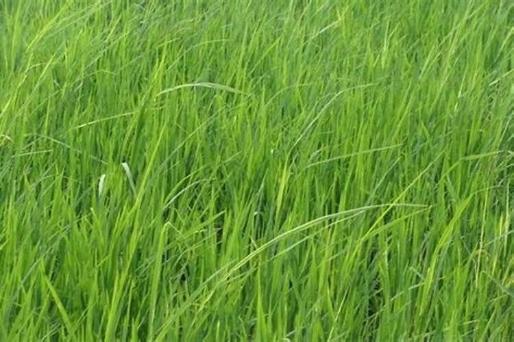 水稻喷施叶面肥要注意什么？ 氰戊菊酯针对鳞翅目幼虫效果特好