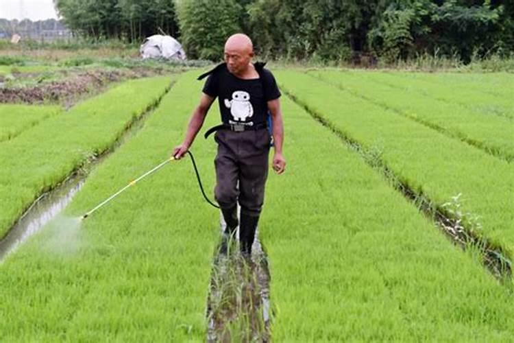 稻花香水稻肥最佳使用步骤