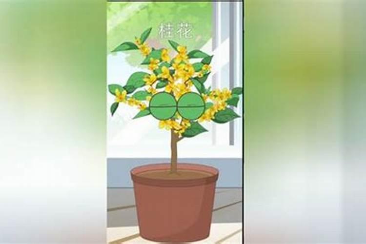 桂花施什么肥料？