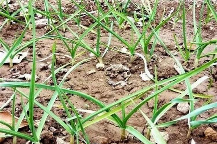 增加土壤肥力的方法有哪些