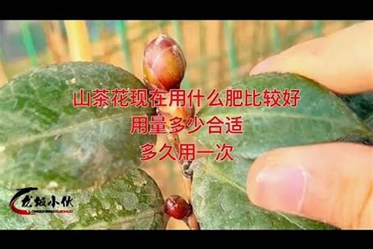 绣球用什么肥料最好
