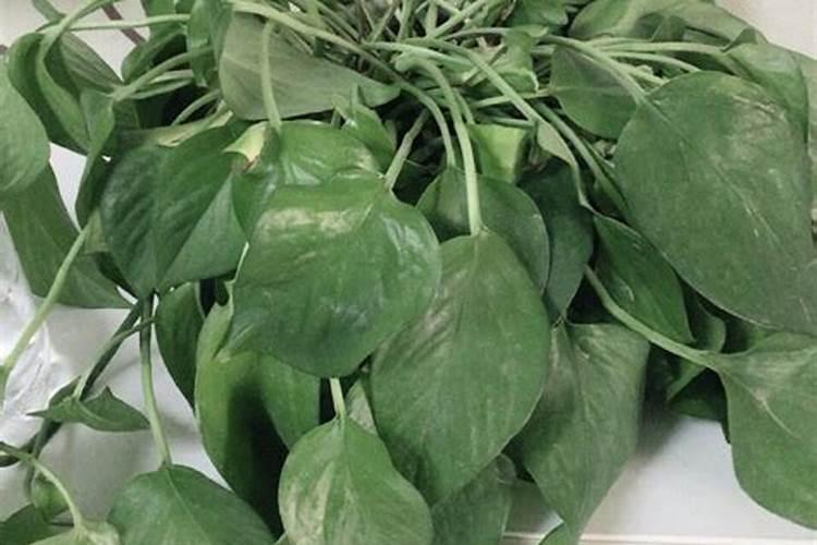 春羽叶子变黄怎么办