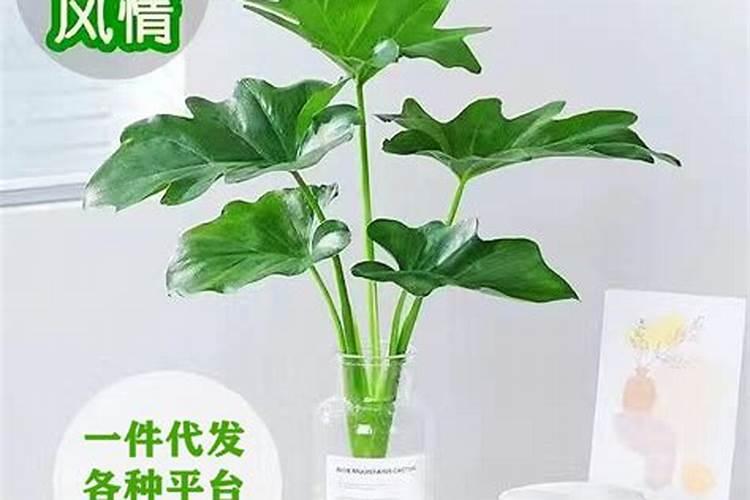 春羽的叶子怎么发软了