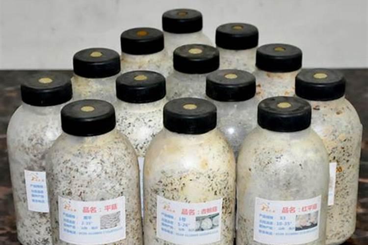 微生物菌剂和生物菌肥有什么区别