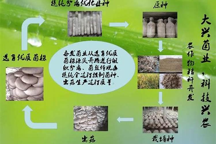 市面常见三种微生物肥料的区别