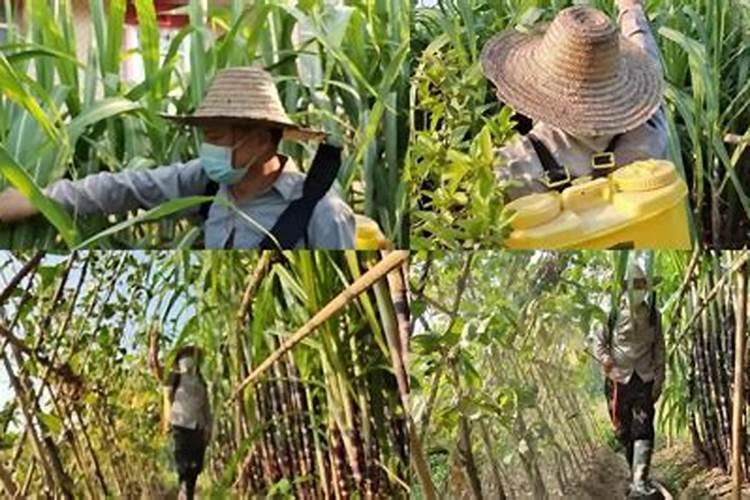 甘蔗幼苗期可以打氨基酸水溶肥吗甘蔗有3片叶了可以打吡虫啉加叶面肥吗...