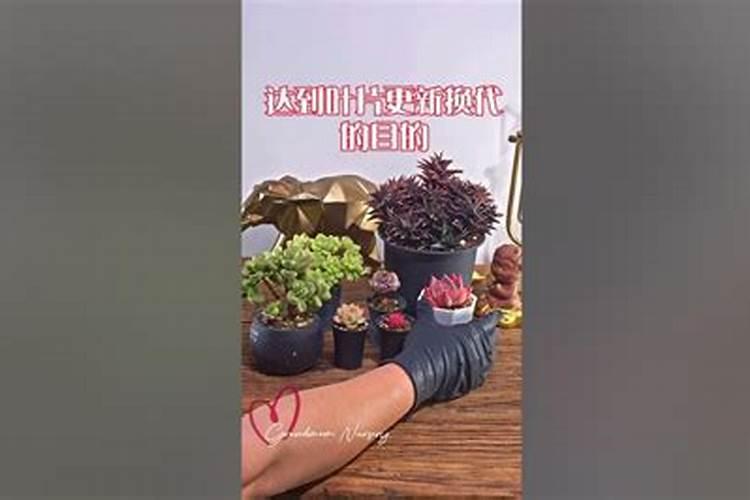 ABT生根粉的使用范围是什么？