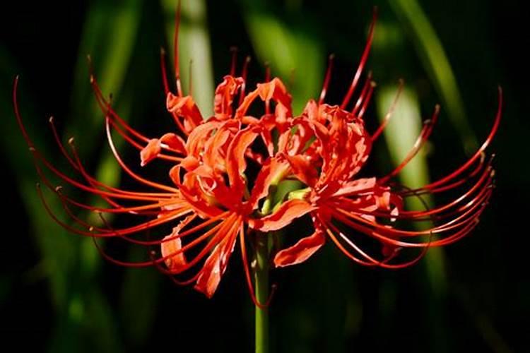 曼珠沙华能种花盆里吗