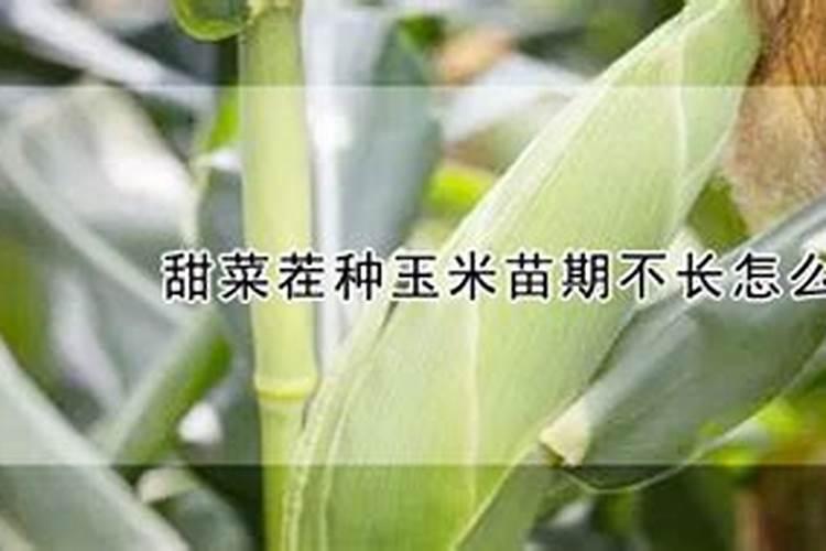 甜菜茬最不适合种什么 有什么影响
