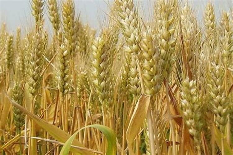 旱地小麦磷多了好还是氮肥多了好