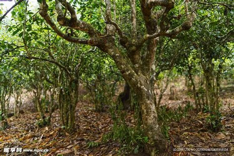 你知道古树茶和台地茶的区别及特点吗？