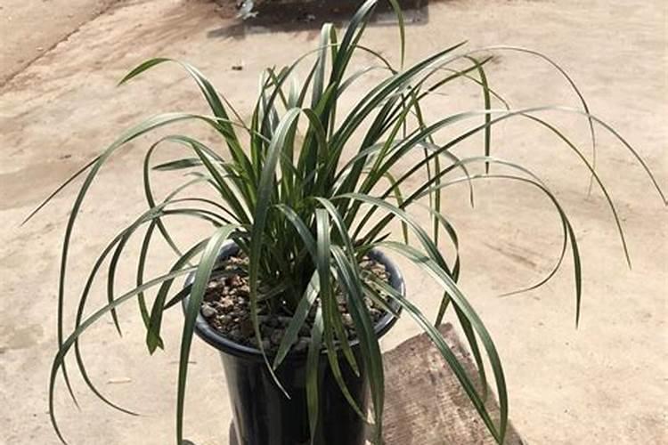 兰花喜欢什么肥料