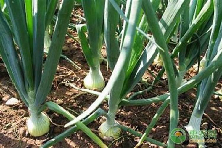 种植洋葱用啥肥料