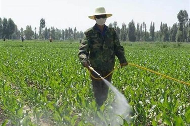 尿素和速效氮肥哪个好