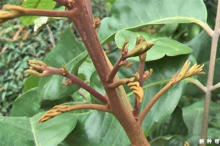 龙眼用硼肥料怎么施肥