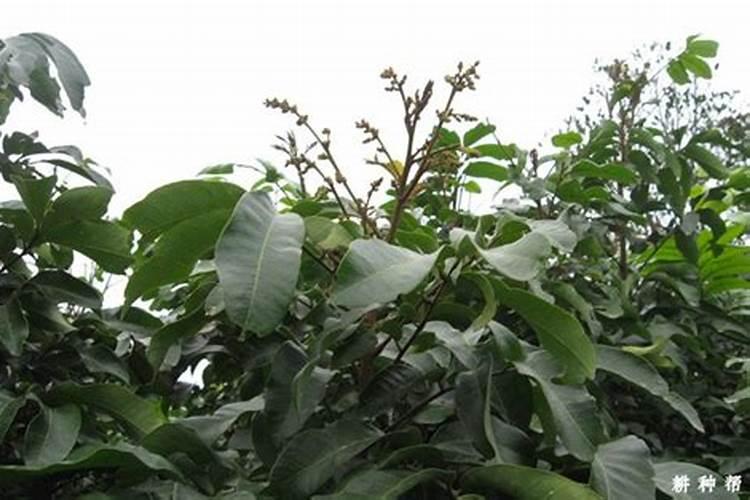 龙眼花期需要什么肥料