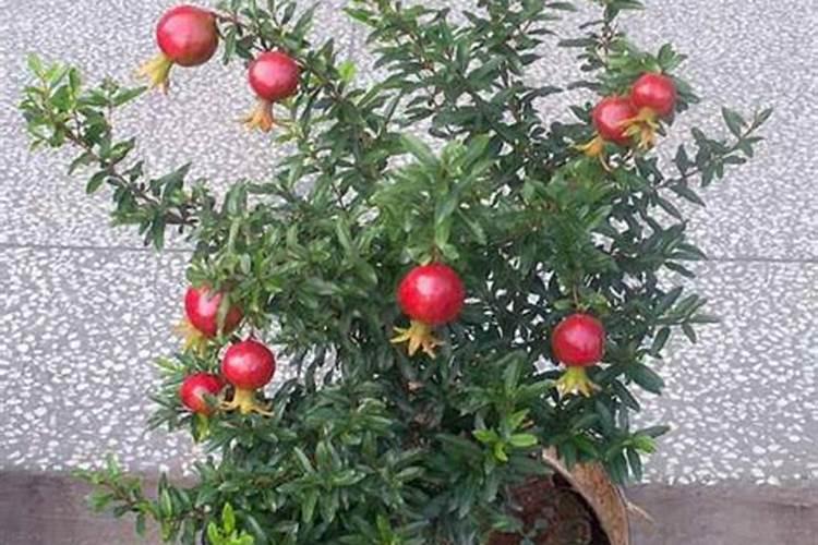 当石榴开始结果了还能够施肥不