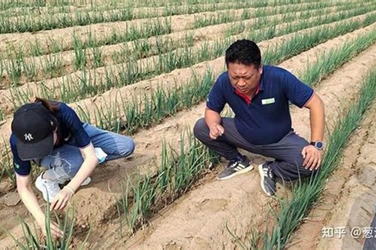 圆葱怎么种植方法