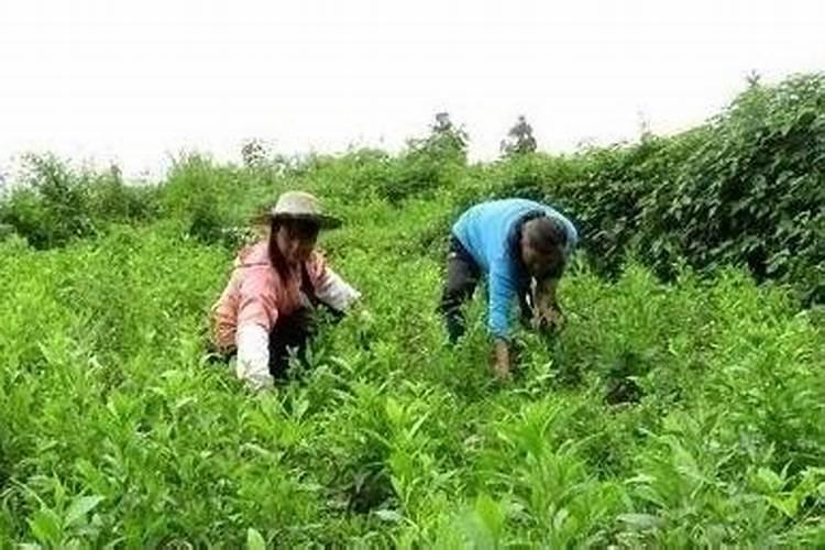 白术种植技术与方法 白术种植技术与方法是什么