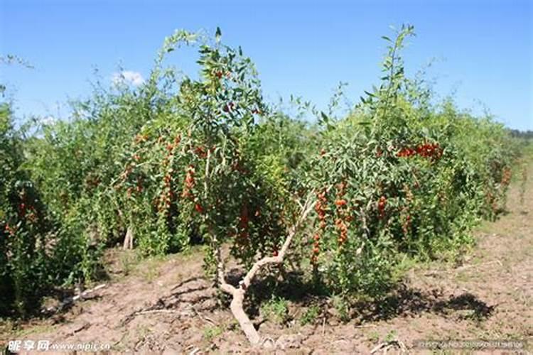 三年的枸杞树怎么修剪,注意哪些事项？