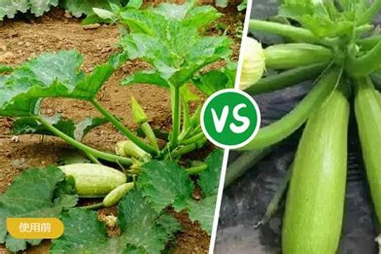 西葫芦喷什么叶面肥结果多？西葫芦用什么肥料可以果实膨大？