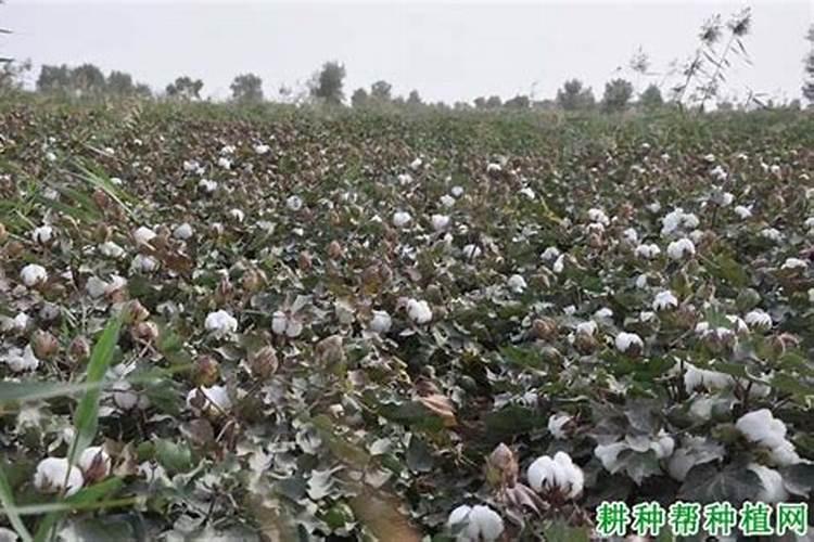 夏天棉花施肥用什么方法和时间如何安排