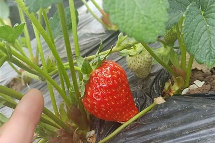 甘蓝菜的施肥方法