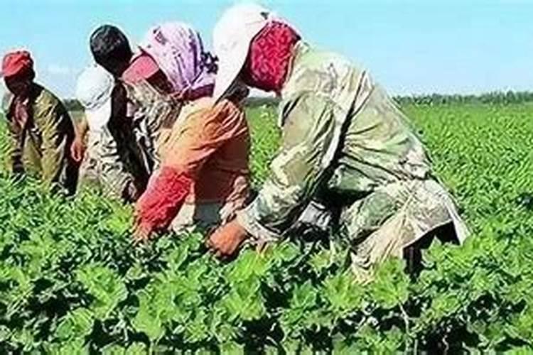 棉花打什么农药好