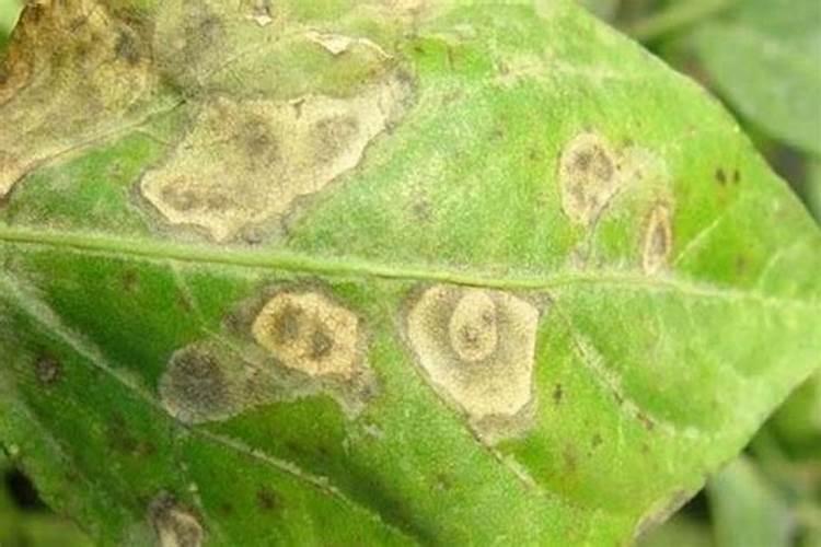 无土栽培的蔬菜好吗,会不会常吃会缺少某种未知的元素,比起在土里种植...