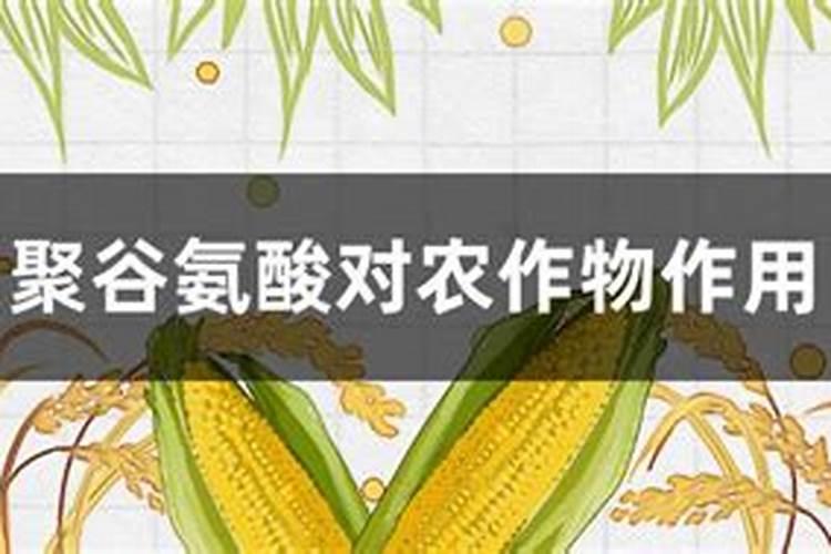 聚谷氨酸对植物的作用