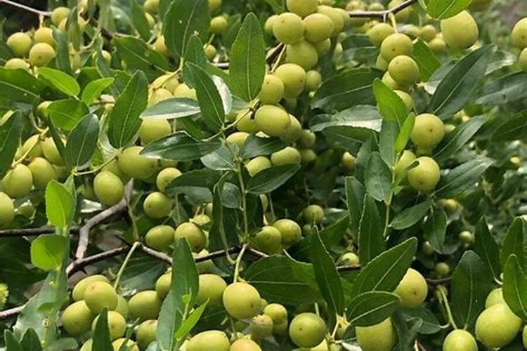 刚种一个月的小树苗能不能使用叶面肥？