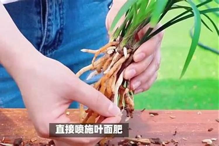 种玉米化肥为什么用285