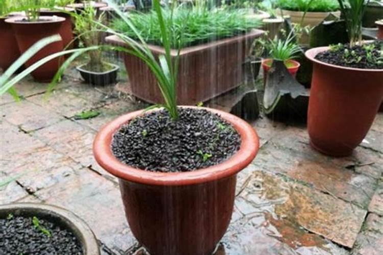 氮肥养花一克用多少水兑