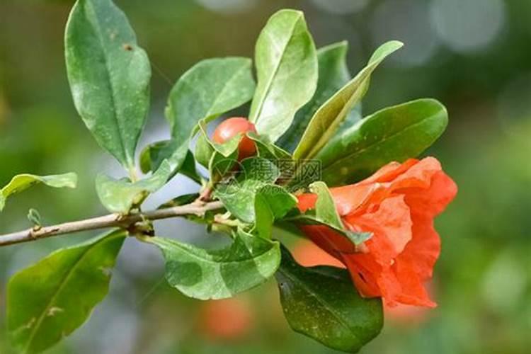 石榴树什么时候施肥